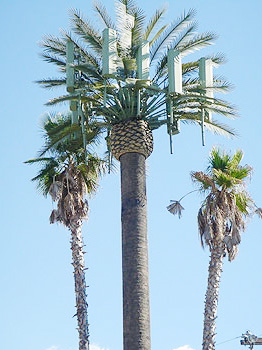 cột anten cây cọ dừa